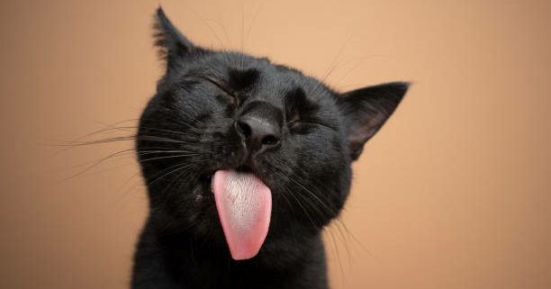 Il 17 Novembre è il National Black Cat Day - Linea Fauna sas